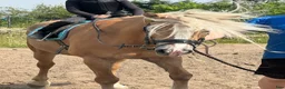 Övrigt hästar till salu: Haflinger - Annons 3