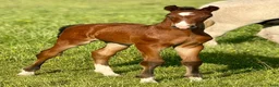 Hoppning hästar till salu: Tryon V 2025 e: Try Me-K - Comme il Faut i Nybro - Annons 4