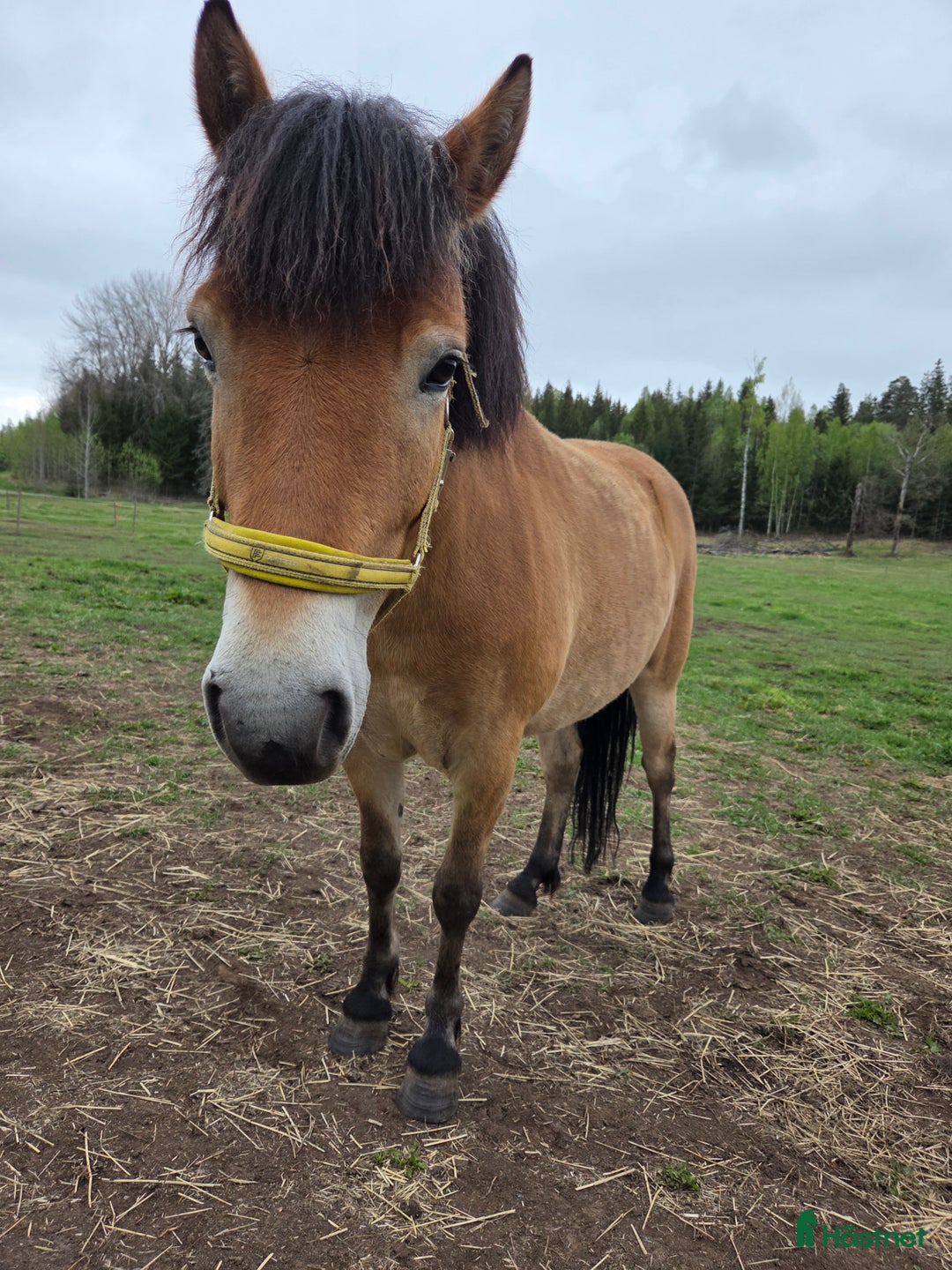 Allround hästar till salu: *Sänkt pris* Russto f. 2020, ca 122 cm i Gusum - Annons 2