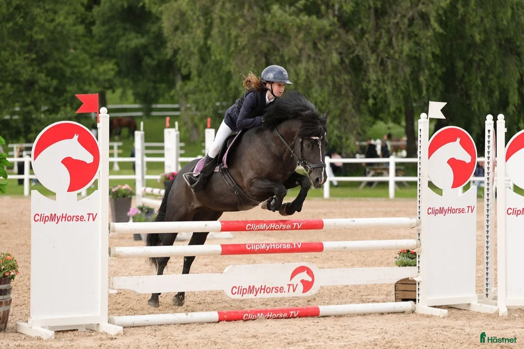 Hoppning hästar till salu: Fantastisk ponny söker sitt nya hem!  - Annons 2