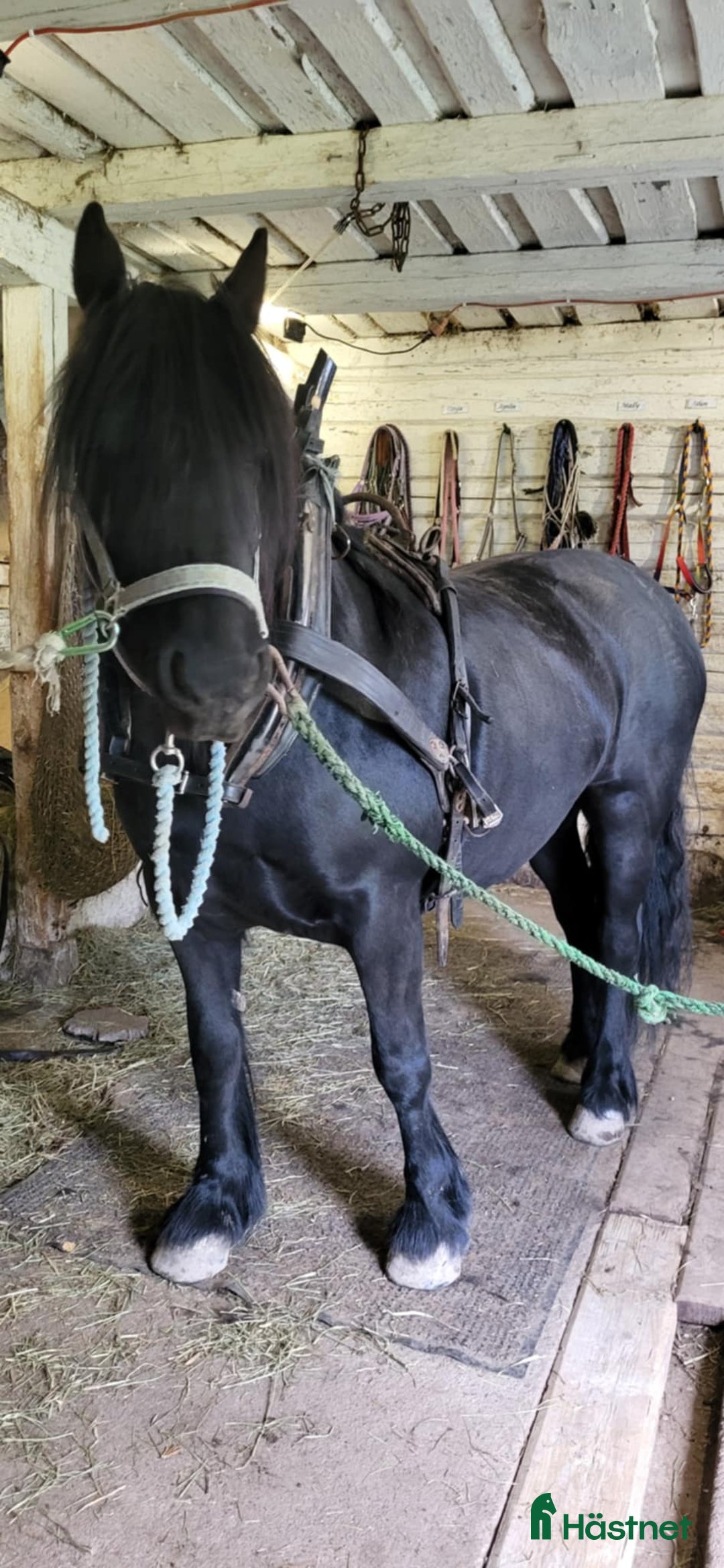 Allround hästar till salu: Fellponny i Ärla - Annons 7