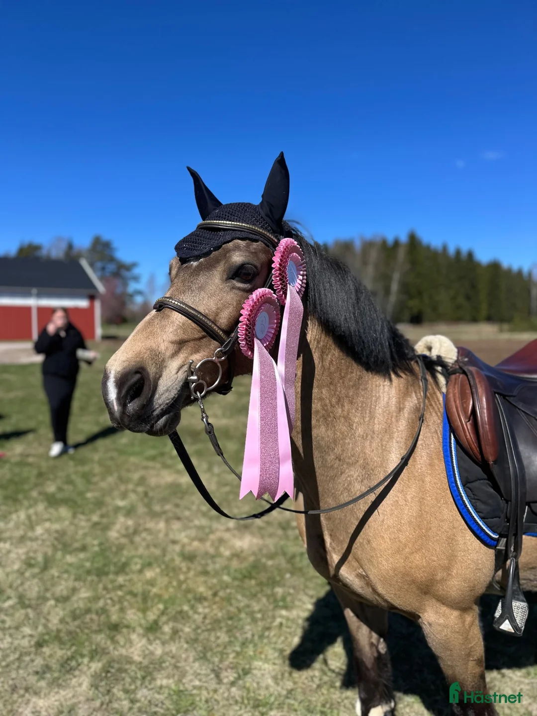 Hoppning hästar till salu: Nova söker nytt hem! ⭐️ - Annons 2
