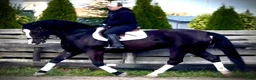Allround hästar till salu: Hajli–Lovely Silesian Mare|169cm|Dressage&Allround - Annons 5