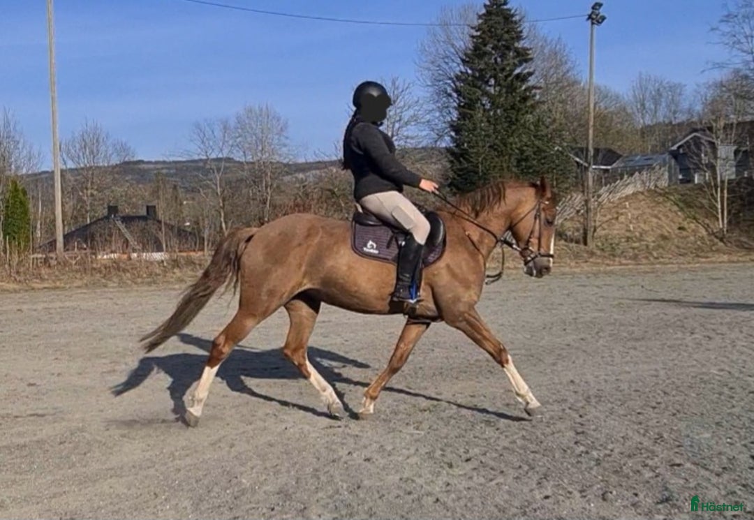 Dressyr hästar till salu: Nydelig liten dressurbetont hoppe i Lier - Bild 7