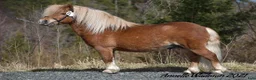 Övrigt hästar till salu: shetlands ponnyer - Annons 4