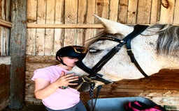 Dressyr hästar till salu: SNÄLLT PRE STO TILL SALU.  i Gärds Köpinge - Bild 11
