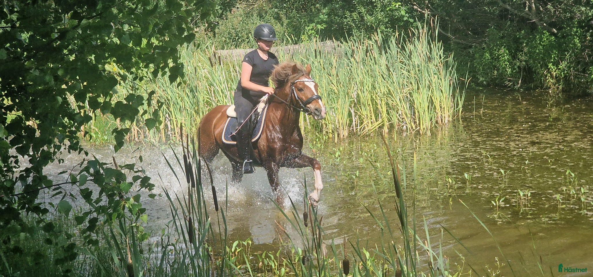  hästar Supersnäll Maxad B ponny  - Annons 1