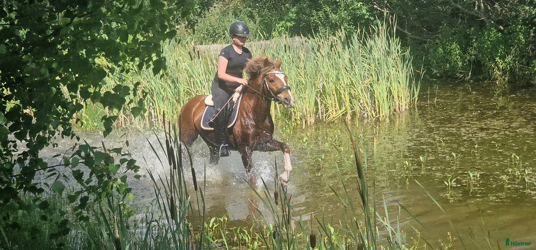 Hoppning hästar till salu: Supersnäll Maxad B ponny  - Annons 1