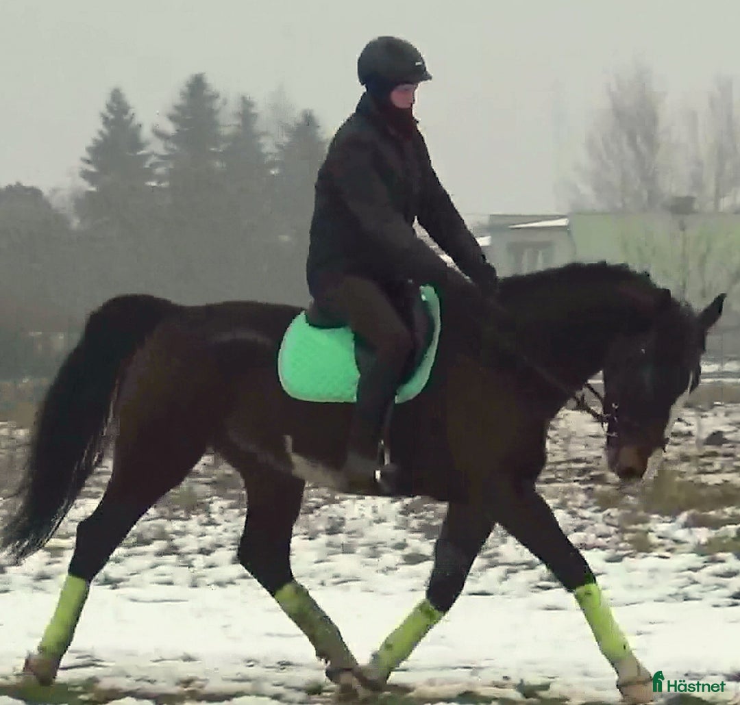 Allround hästar till salu: Dressage/driving Star with 4 white socks i Örsundsbro - Annons 4