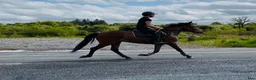 Allround hästar till salu: Connemara gelding 148cm - Annons 4