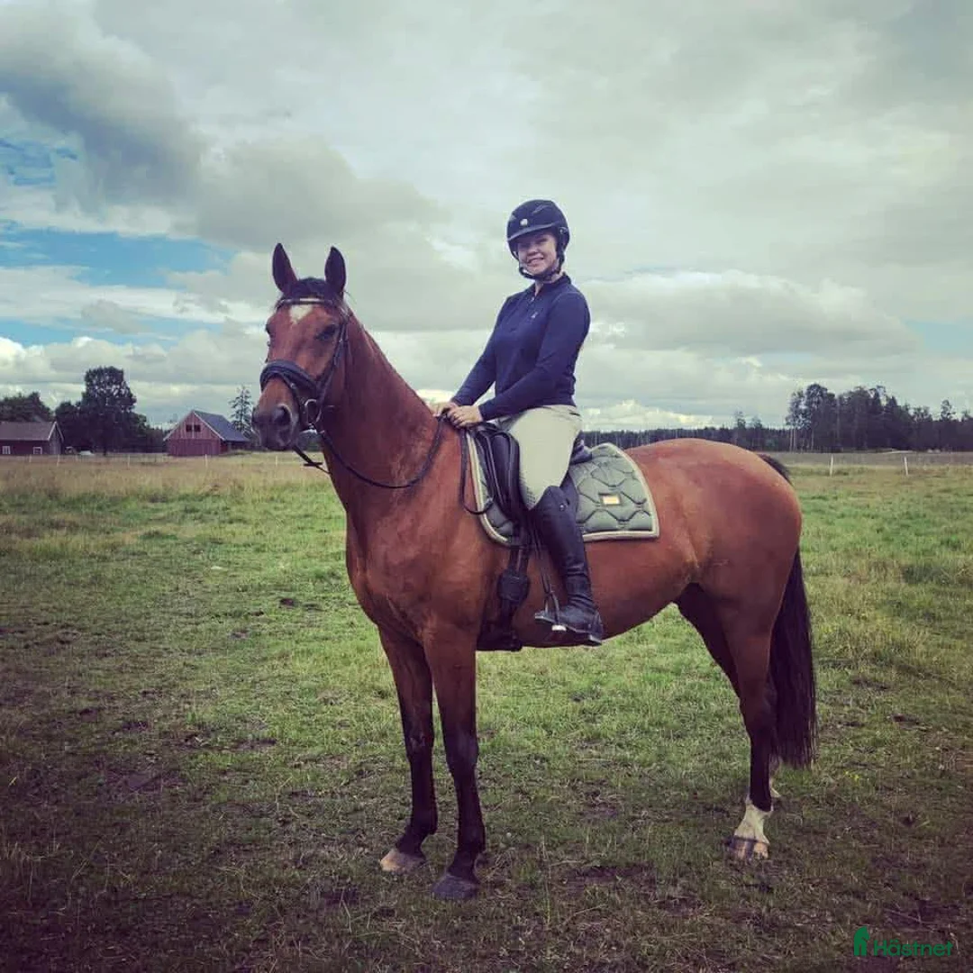 Allround hästar till salu: Trevligt sto i Dalskog - Annons 1