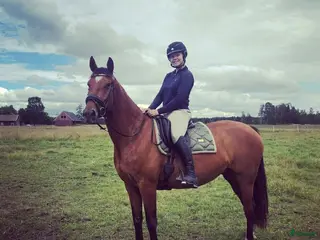 hästar Trevligt sto i Dalskog - Annons 15