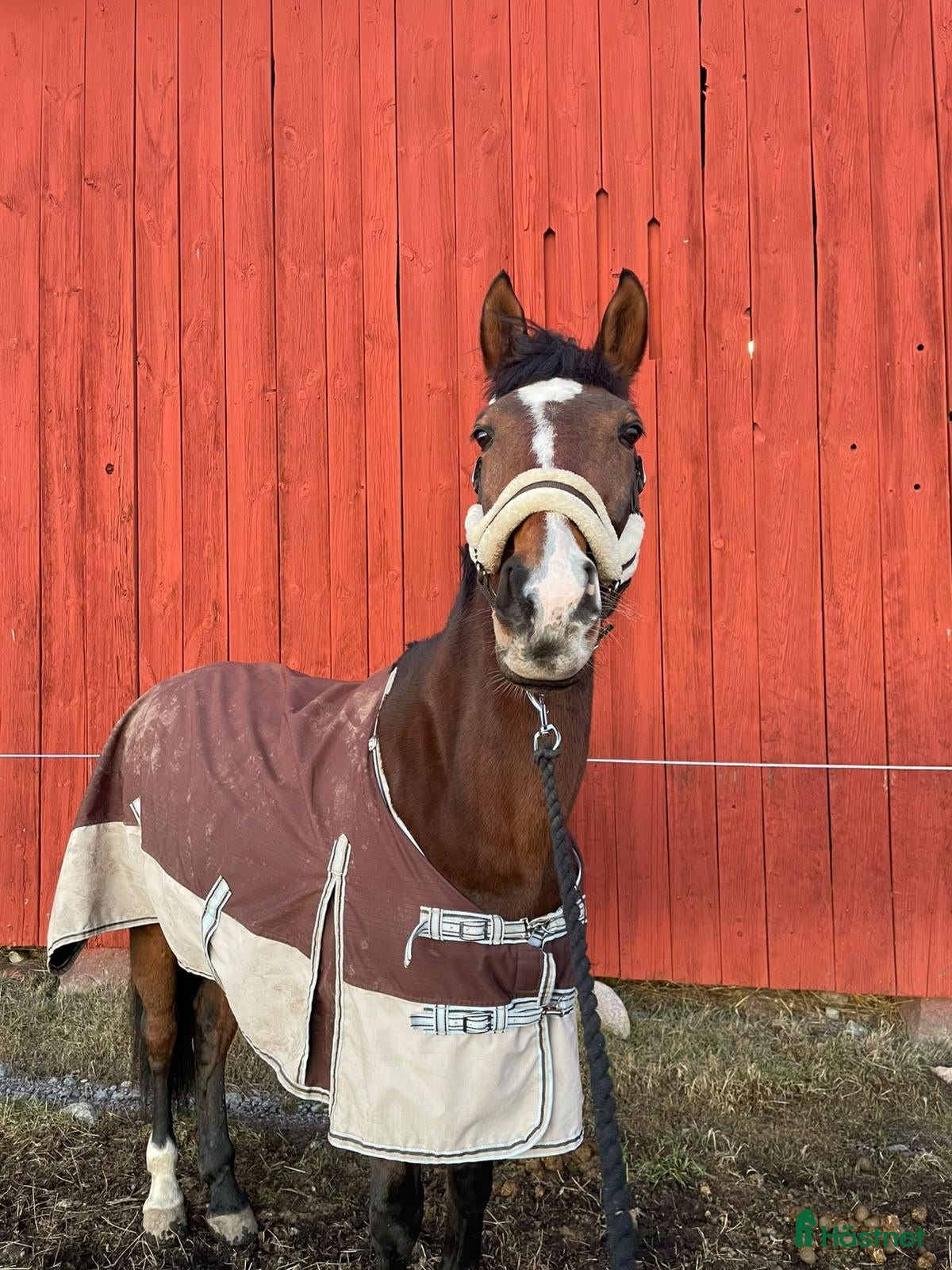 hästar Roligt och känsligt sto söker nytt hem - Annons 2