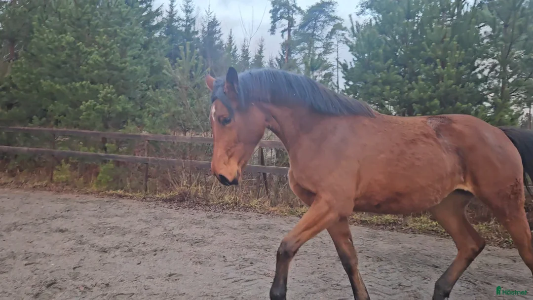 Hoppning hästar till salu: Hoppstammat sto f-23 säljes/bytes i Alunda - Annons 3