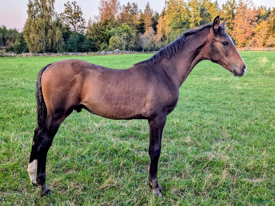 Hoppning hästar till salu: Snygg ettårig hingst med framtiden för sig i Backaryd - Annons 3