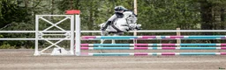 Hoppning hästar till salu: Fantastisk B-ponny! i Skellefteå - Annons 3