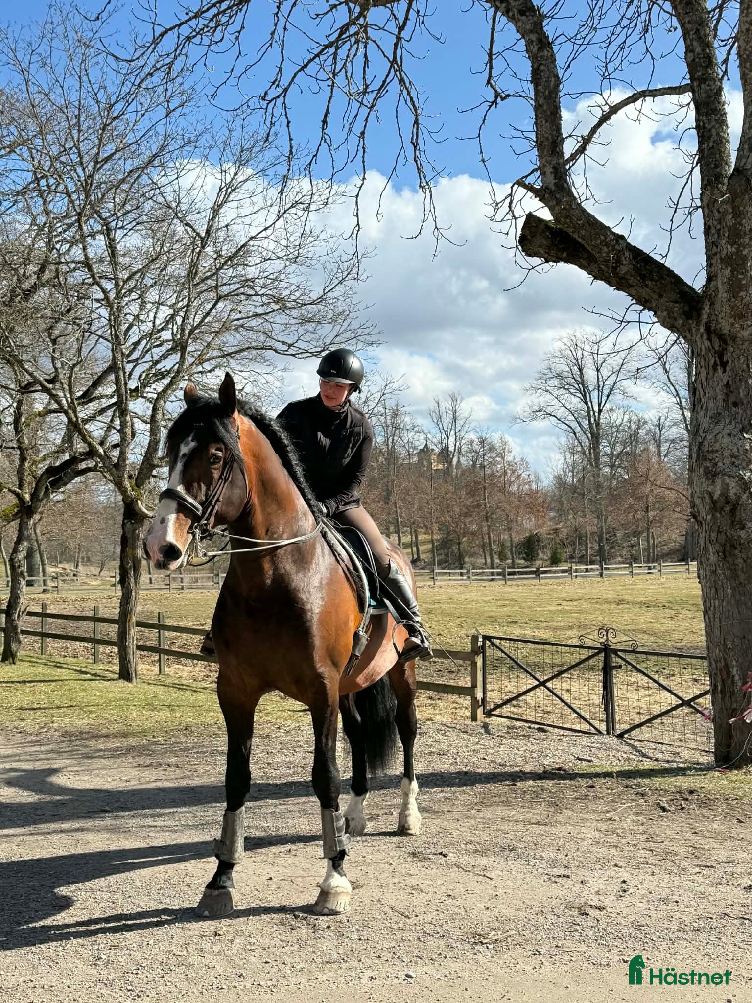  hästar Min drömhäst söker nytt hem - Annons 24