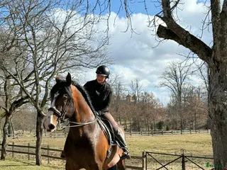 hästar Min drömhäst söker nytt hem - Annons 24