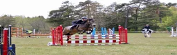 Hoppning hästar till salu: Vackert hoppsto d-ponny 148 cm född-17 i Hemse - Annons 4