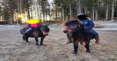  hästar i Bjästa - Annons 2