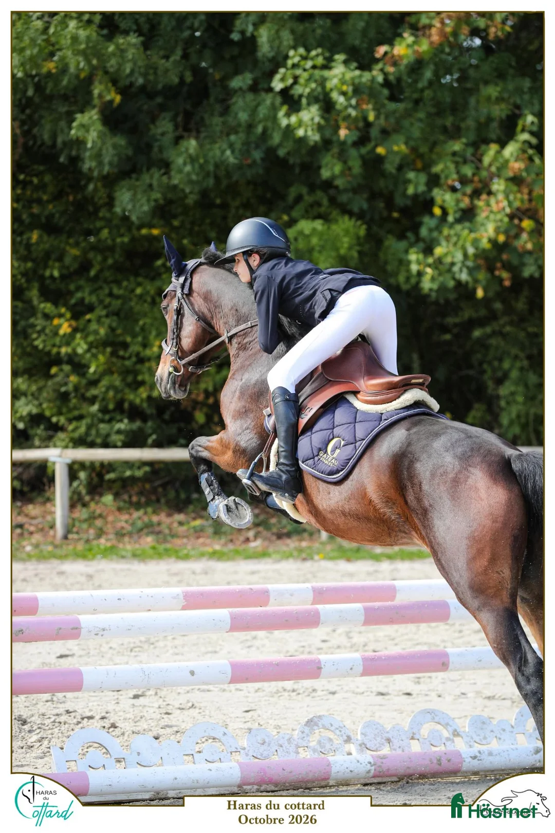 Hoppning hästar till salu: Connemara mare Jumping or Eventing - Annons 1