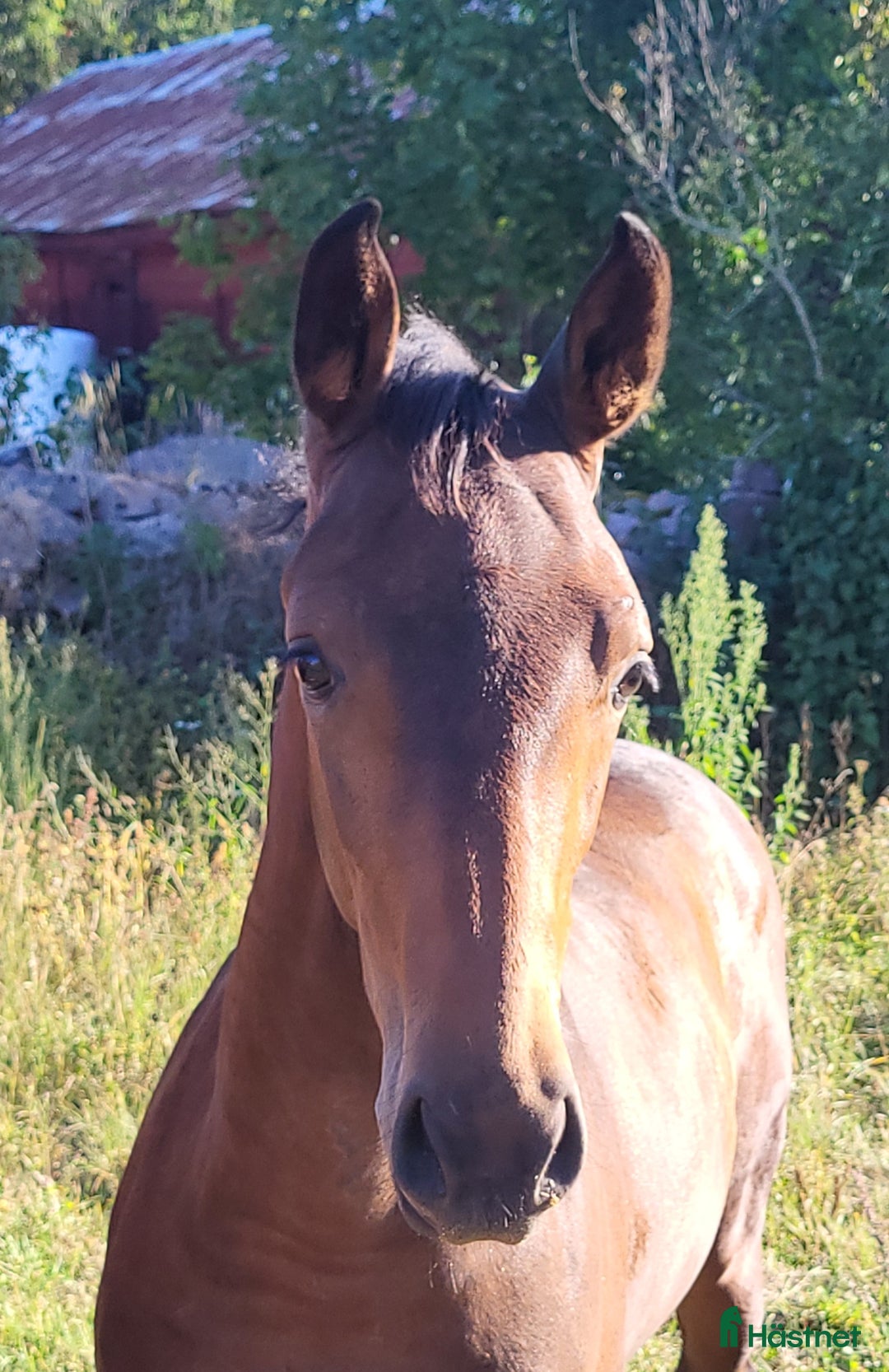  stallplats finnes: Fullservice hingstföl i Hultsfred - Annons 1