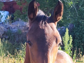 stallplats finnes: Fullservice hingstföl i Hultsfred - Annons 1