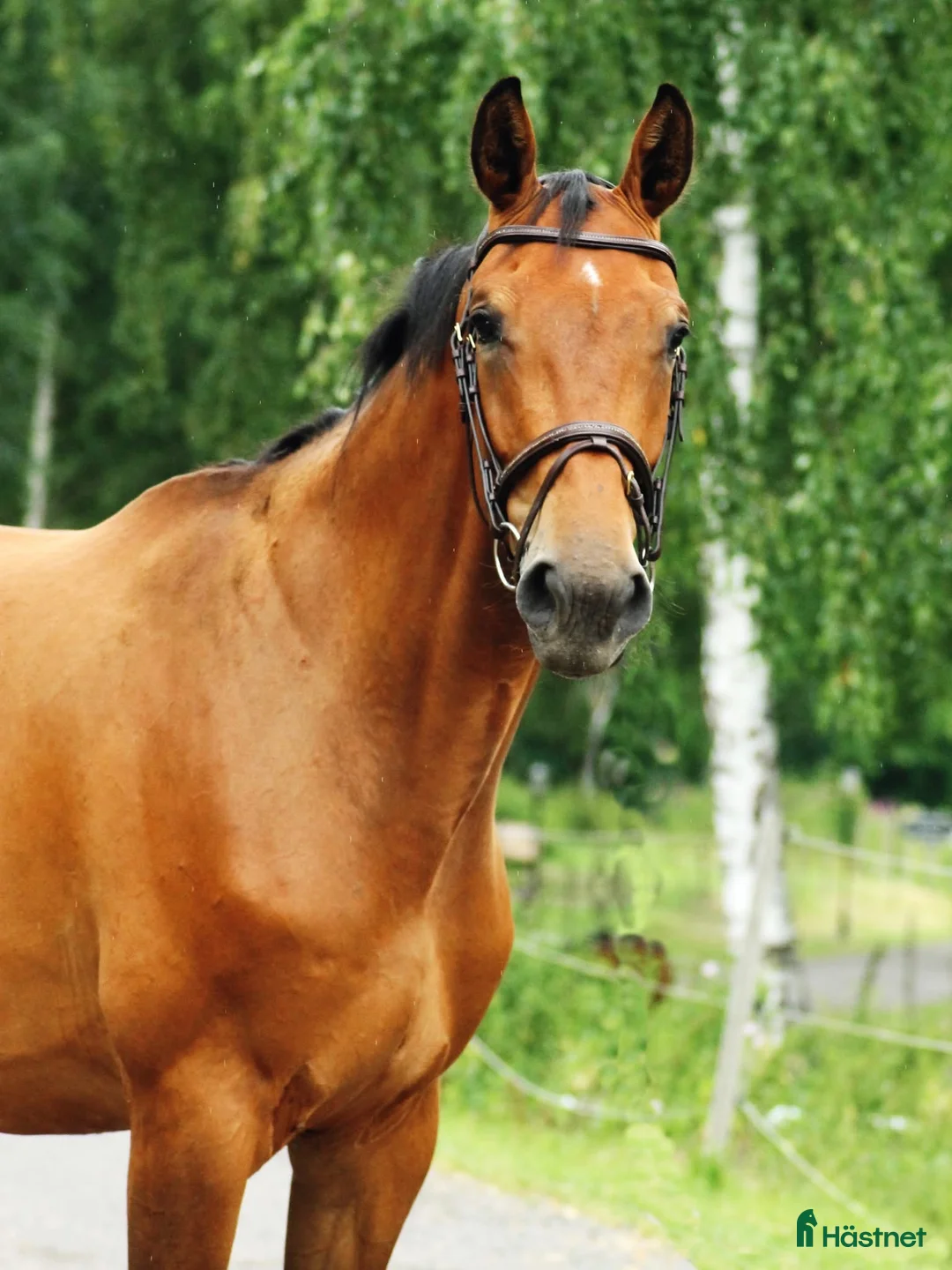 Allround hästar till salu: Trevligt sto - Annons 2
