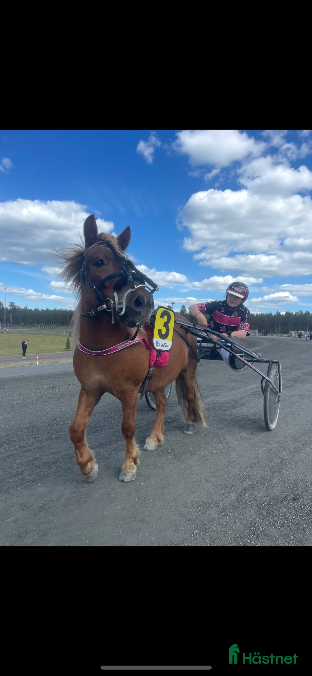 Trav hästar till salu: Trevliga, snälla och duktiga travponnys till salu i Örebro - Annons 7