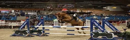 Allround hästar till salu: Super allround pony til salg - Annons 6