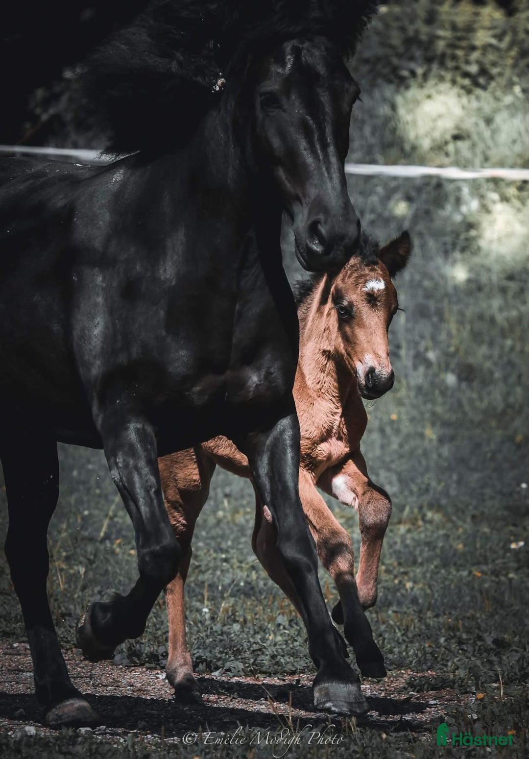 Island hästar till salu: 5-årigt inridet sto i Strömsholm - Annons 2