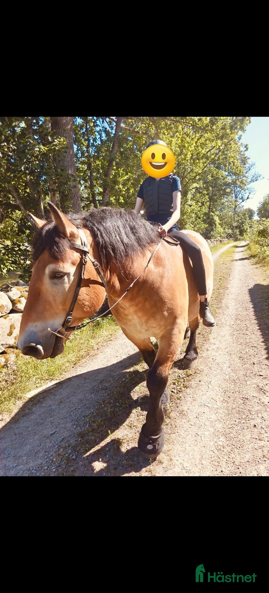  hästar Snällaste killen til salu  - Annons 3