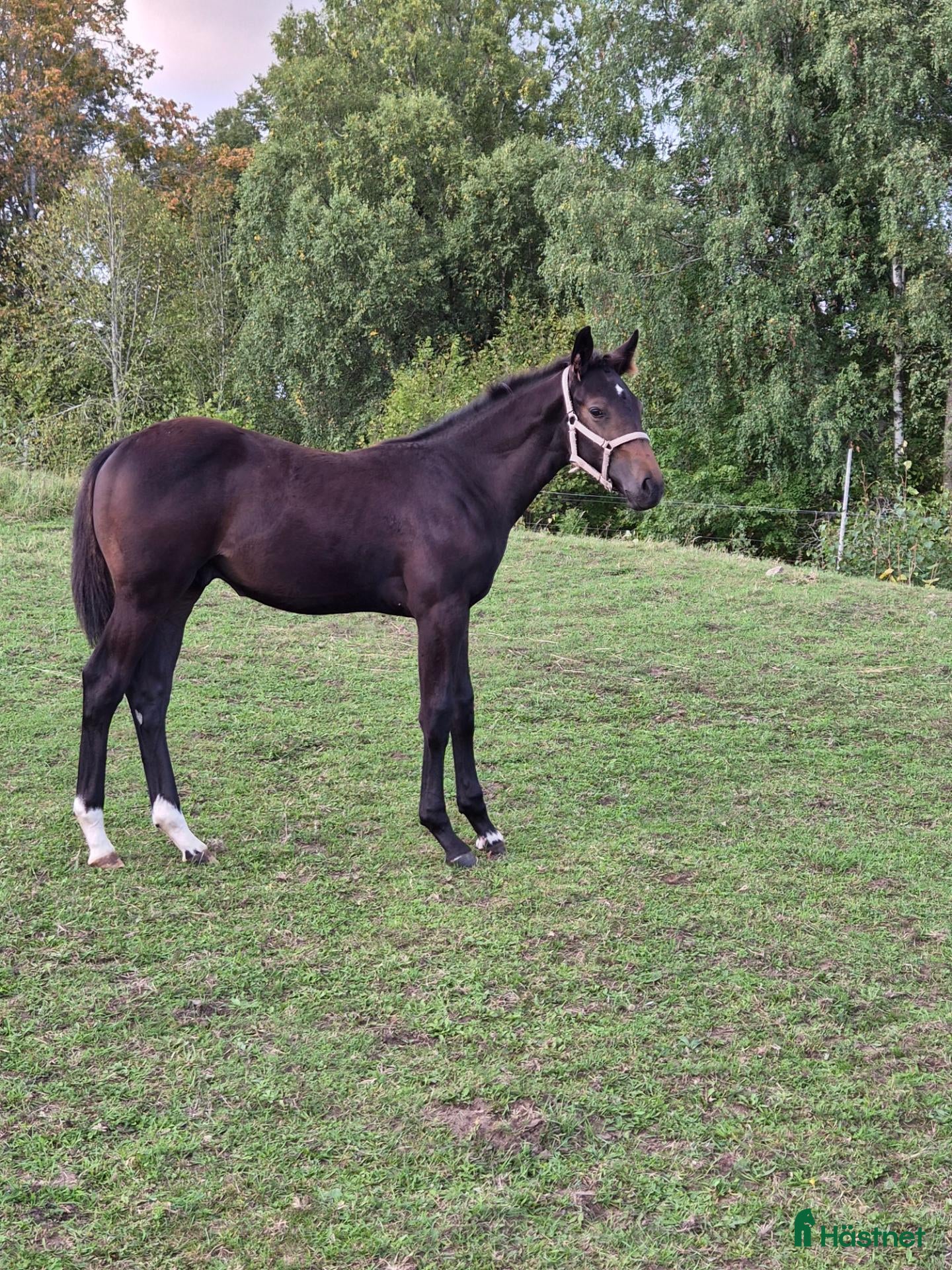 Hoppning hästar till salu: Trevlig hingst  - Annons 2
