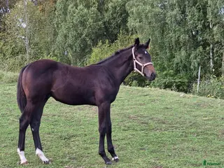 hästar Trevlig hingst - Annons 4