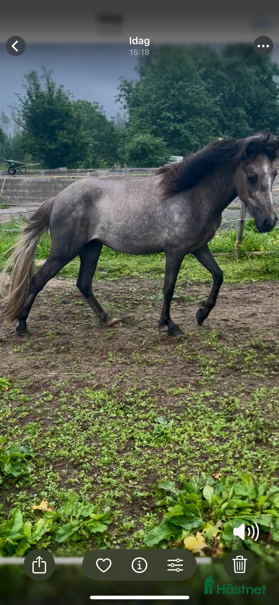 Island hästar till salu: Dísa- Sto 2 år i Korsberga - Annons 3