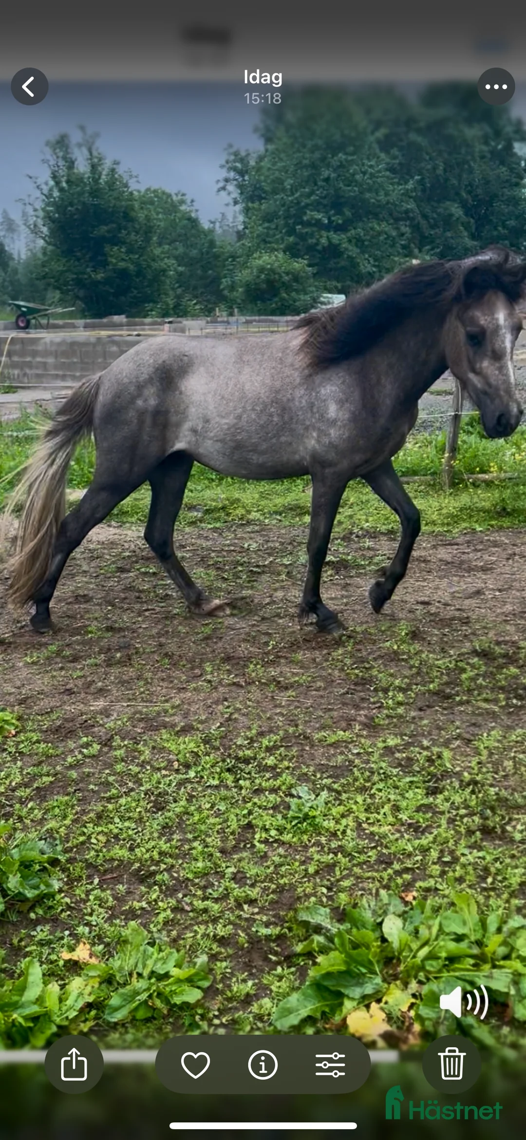 Island hästar till salu: Dísa- Sto 2 år i Korsberga - Annons 3