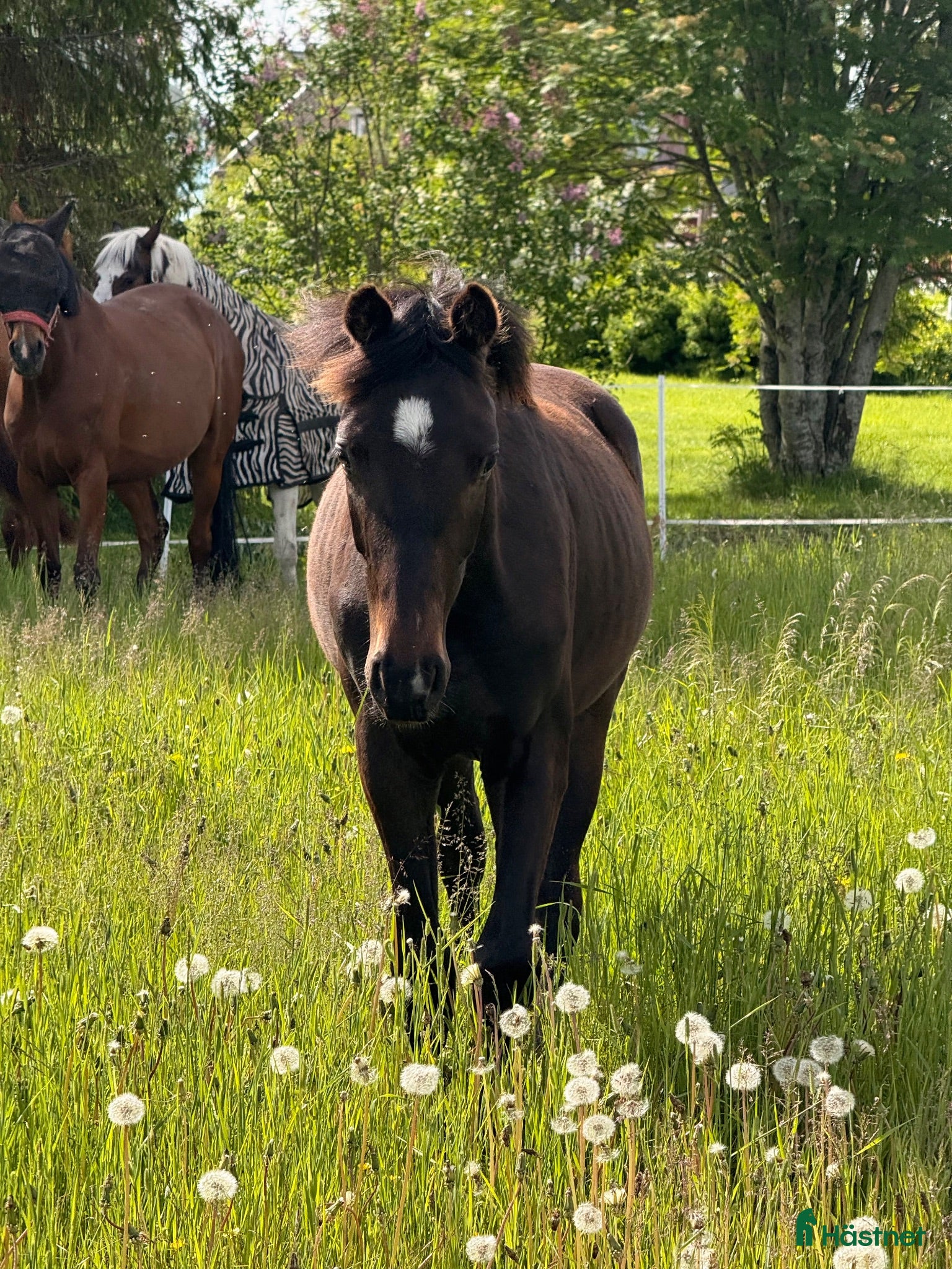  hästar Åring för framtiden - Annons 2