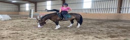 Hoppning hästar till salu: Welsh gelding 140cm i Ljungby - Annons 8