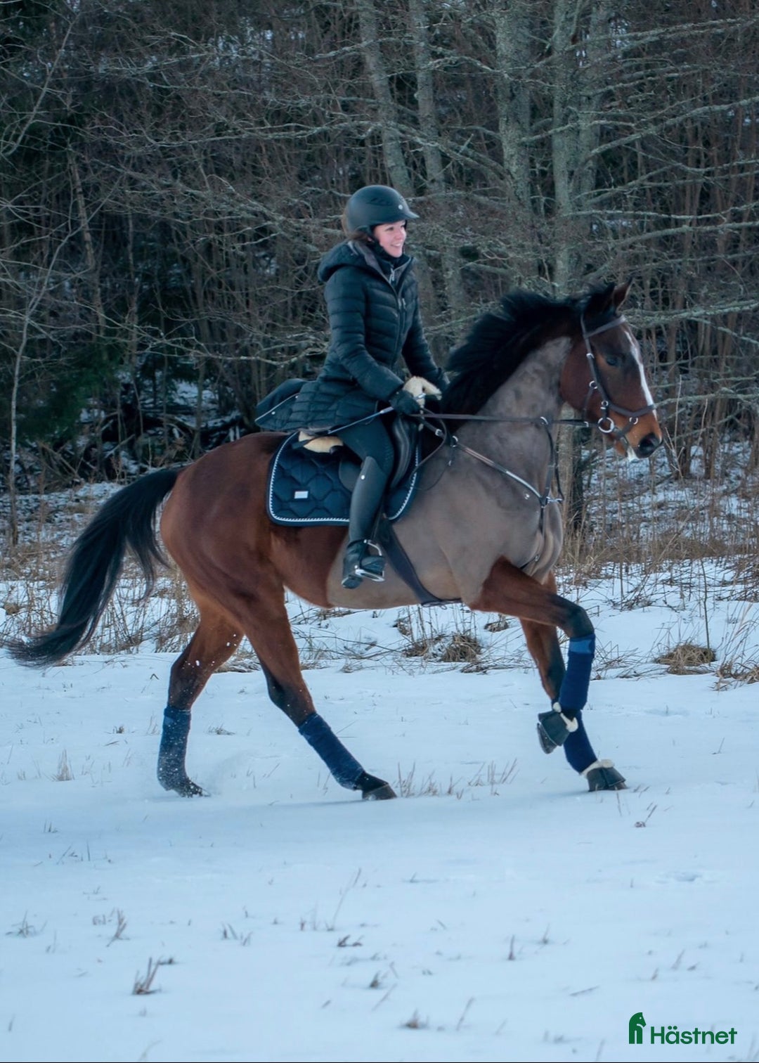 Allround hästar till salu: Intressekoll: Pigg och rolig hobbyhäst i Norrtälje - Annons 7