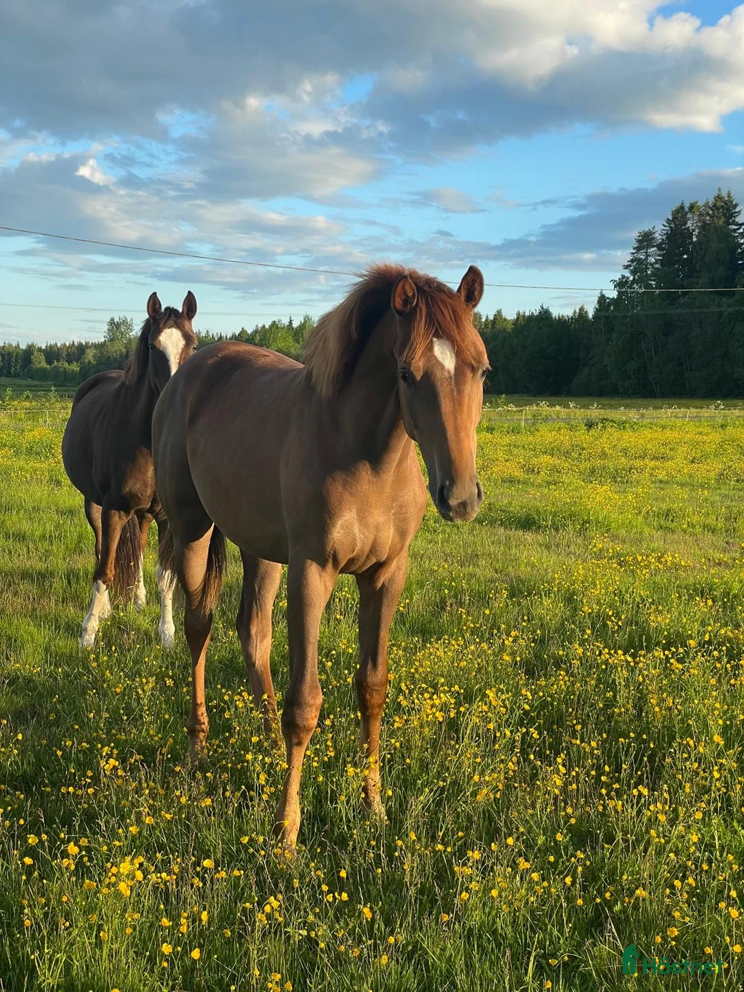  stallplats finnes: Stallplats i Umeå - Annons 2