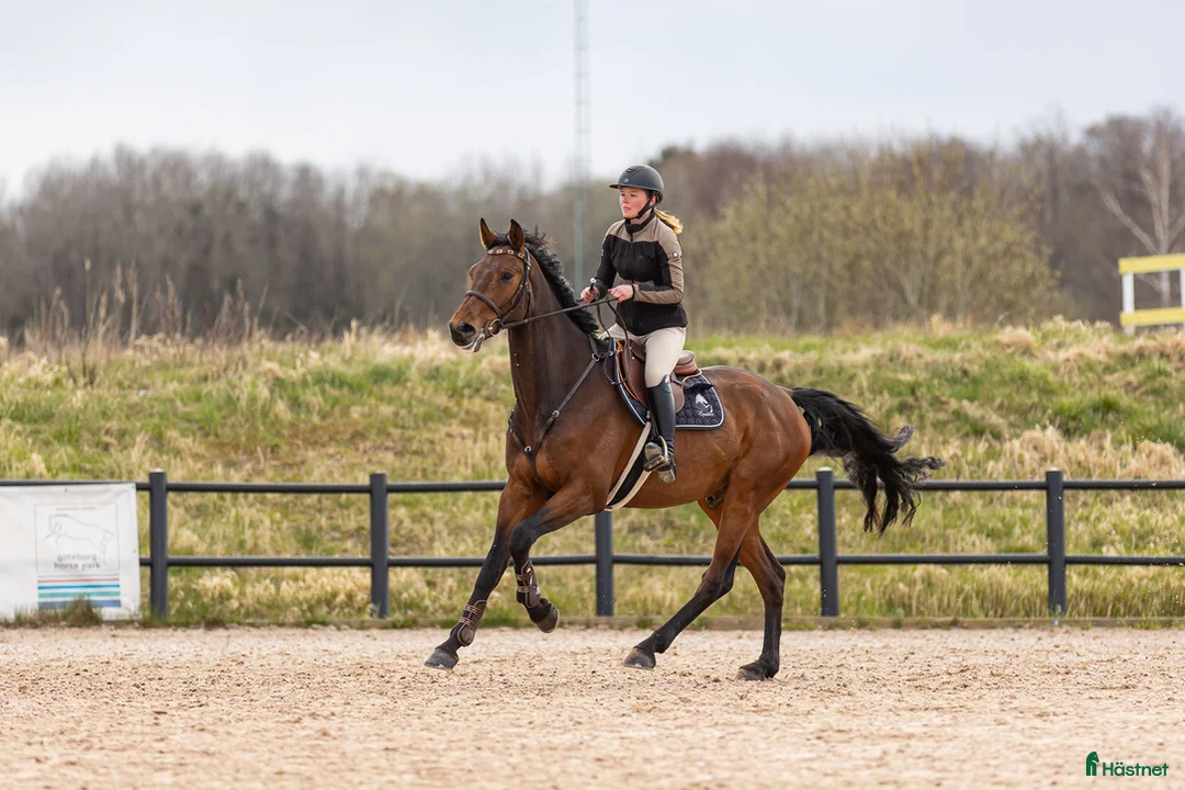 Hoppning hästar till salu: Trevlig valack säljes - Annons 1