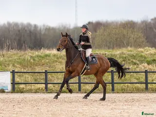 hästar Trevlig valack säljes - Annons 2