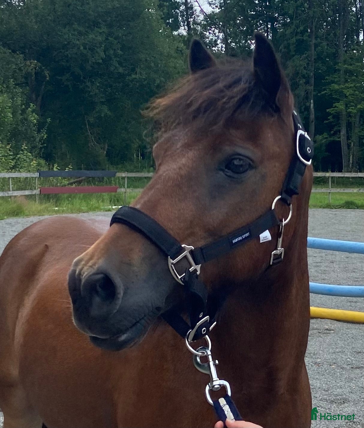  hästar Sötaste Rocky ❤️ - Annons 6