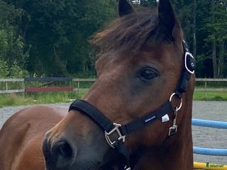 hästar Sötaste Rocky ❤️ - Annons 1