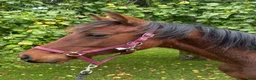 Allround hästar till salu: Trevlig SWB-åring med Nintender, Quite Easy blod - Annons 4