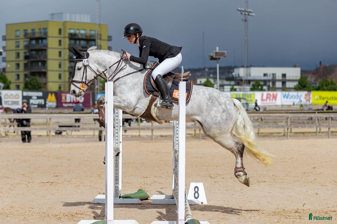 Allround hästar till salu: Topponny till salu! i Kungsbacka - Annons 1