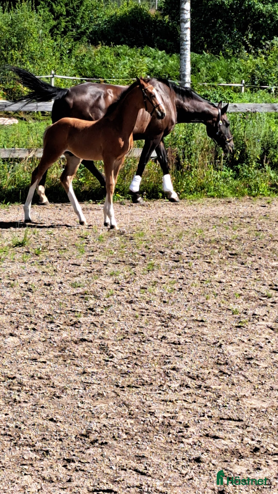 Dressyr hästar till salu: Charmig och elegant 1-års hingst. i Mariestad - Annons 2