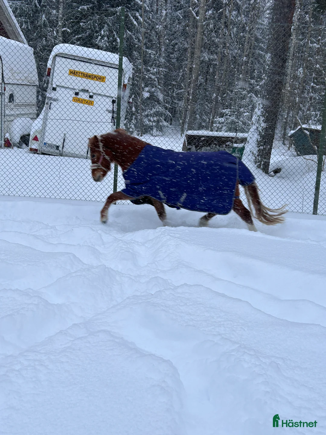 Allround hästar till salu: Sockersött Welsh Mountain sto  - Annons 11