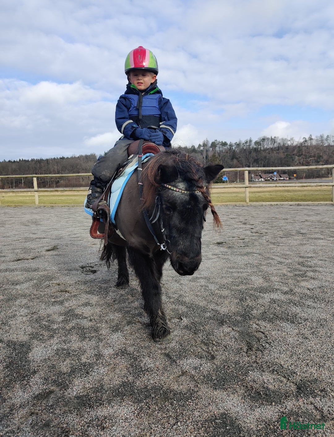 Allround hästar till salu: Värdens bästa ponny letar efter ny ryttare  i Veddige - Annons 5