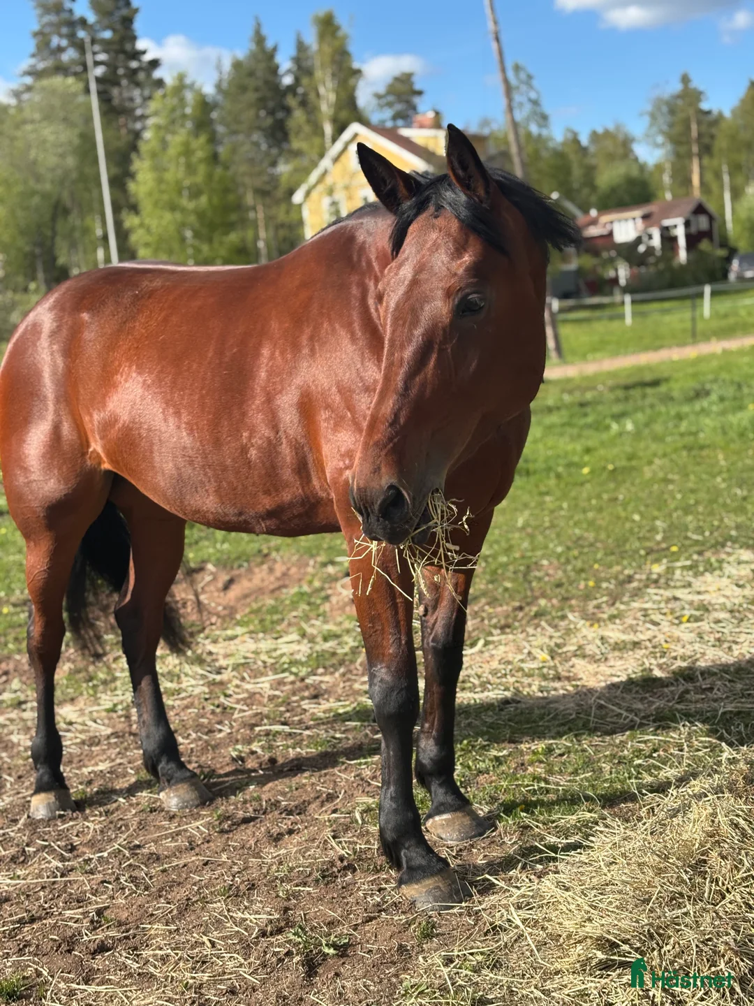 Allround hästar till salu: Travare till ridning eller sällskap i Rättvik - Annons 2